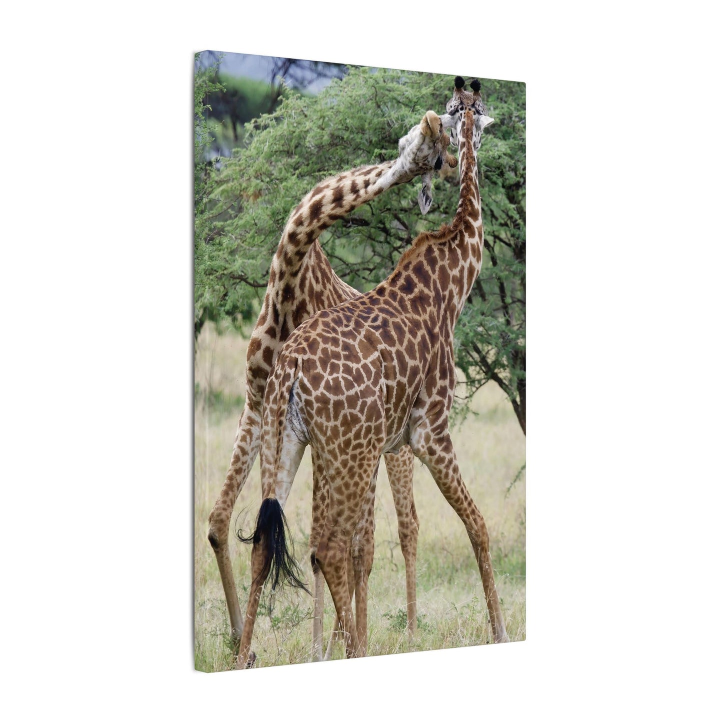 Giraffe Fight Canvas