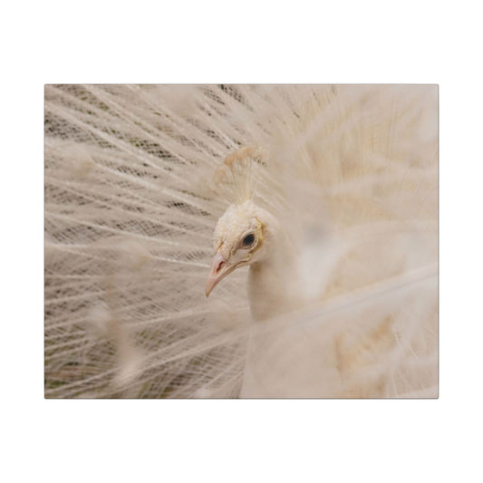 White Peacock Canvas