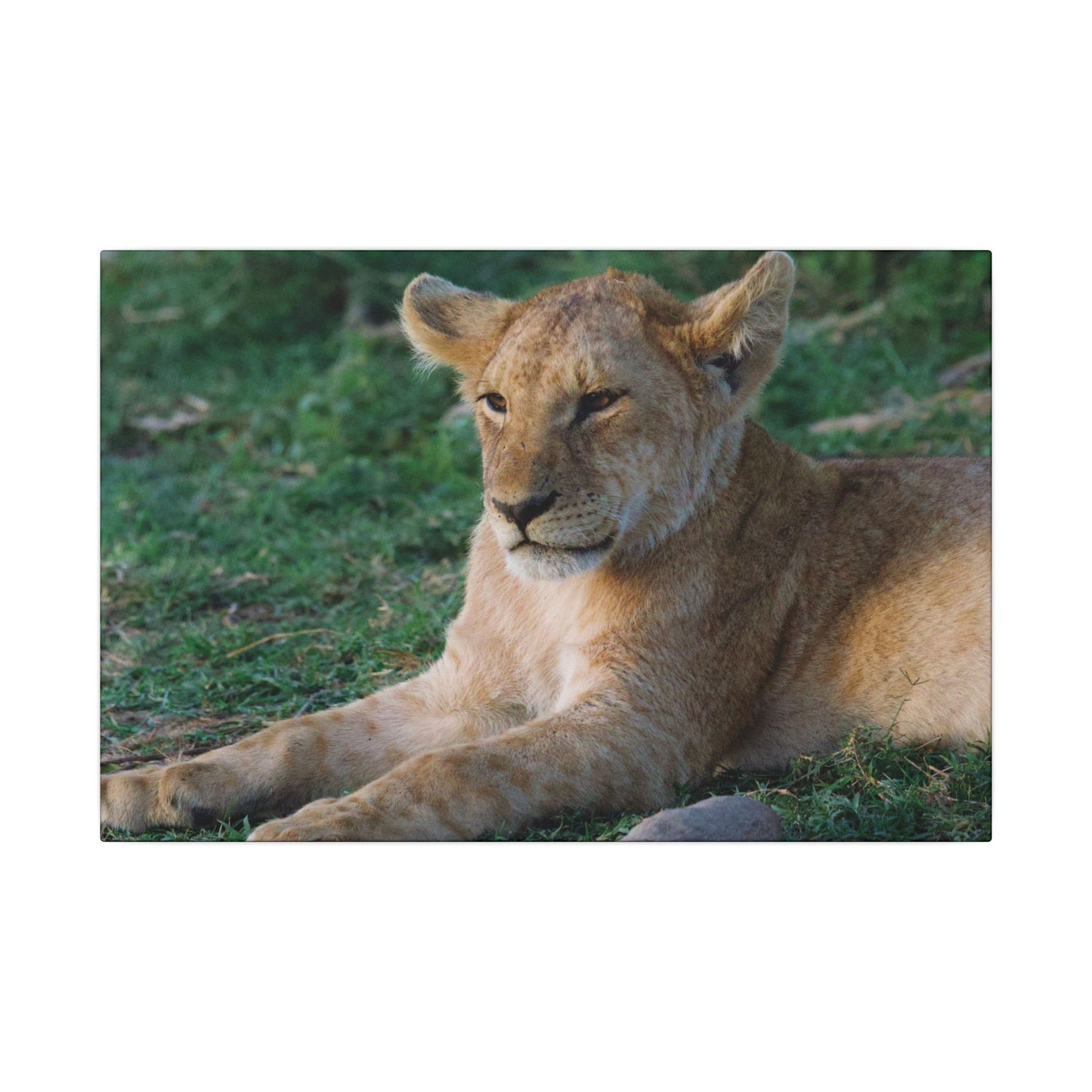 Relaxed Lion Canvas