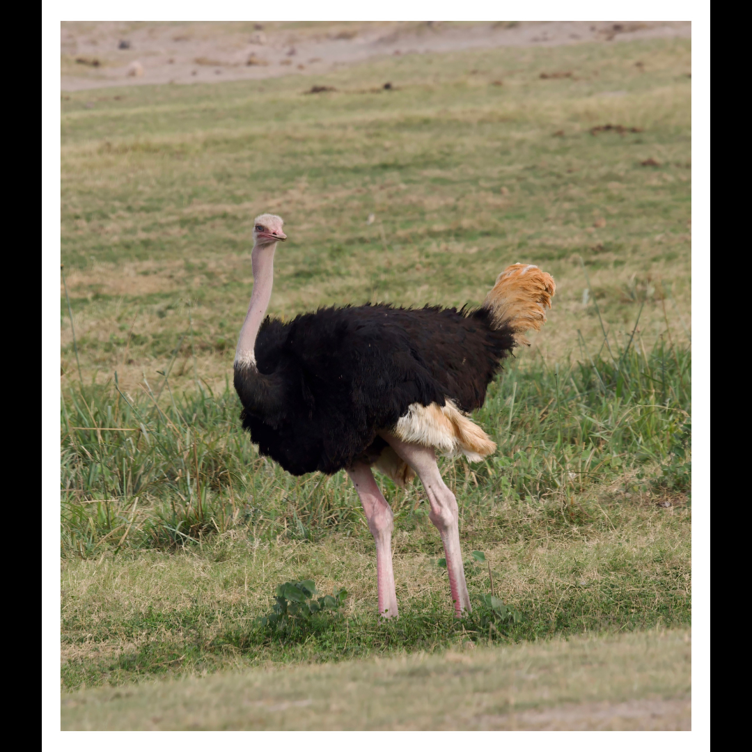African Ostrich