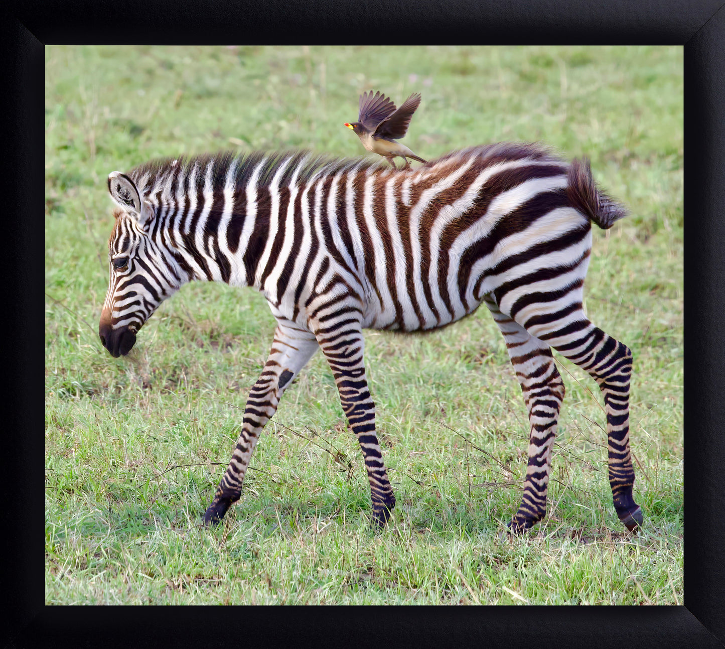 Zebra and Oxpecker