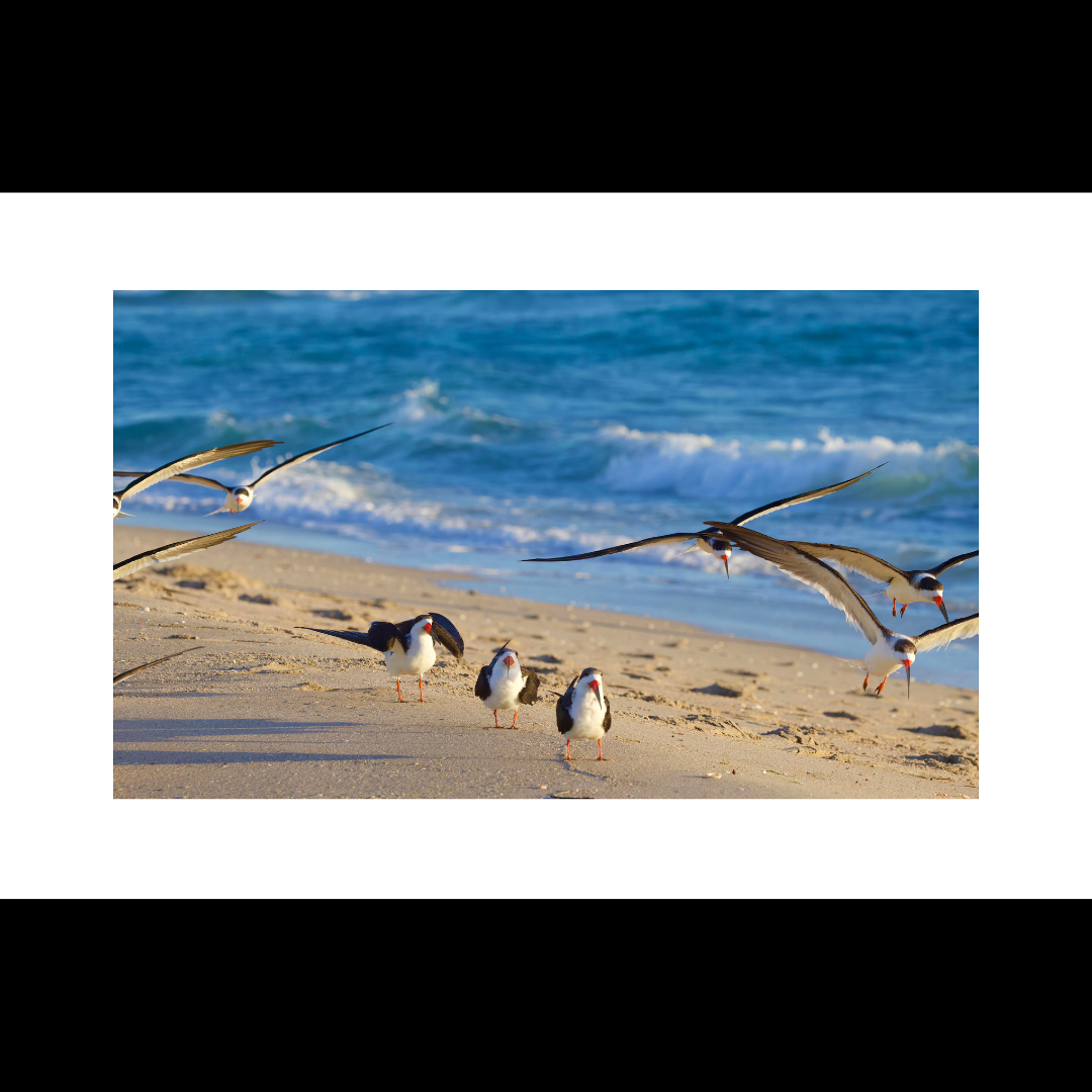 Black Skimmers