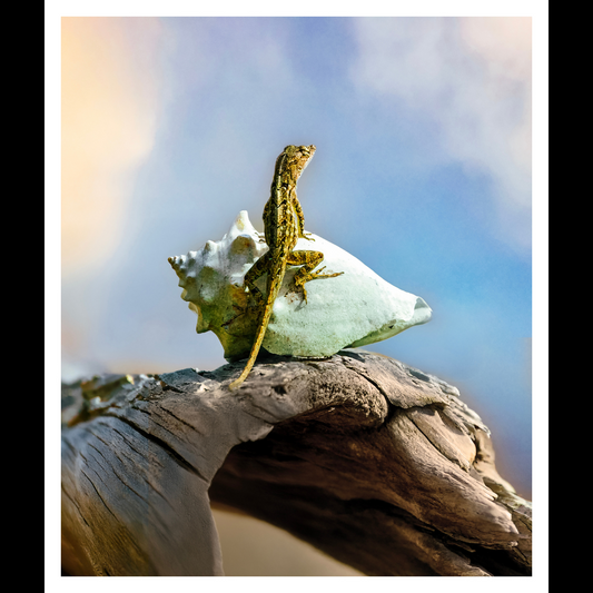 Brown Anole