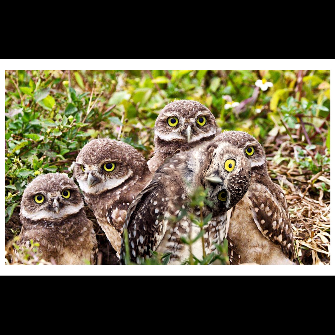 Burrowing Owls