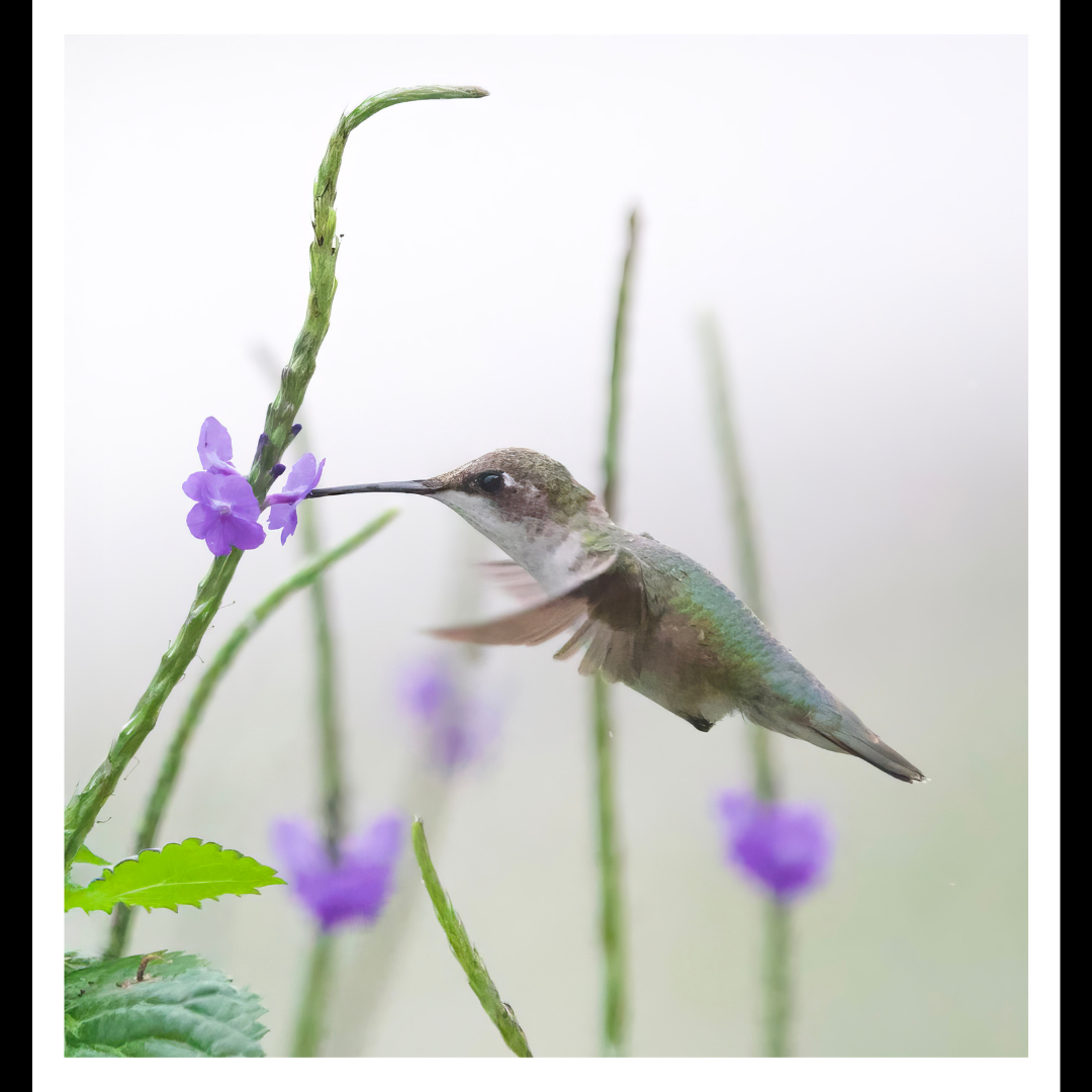 Female Ruby-Throated Hummingbird