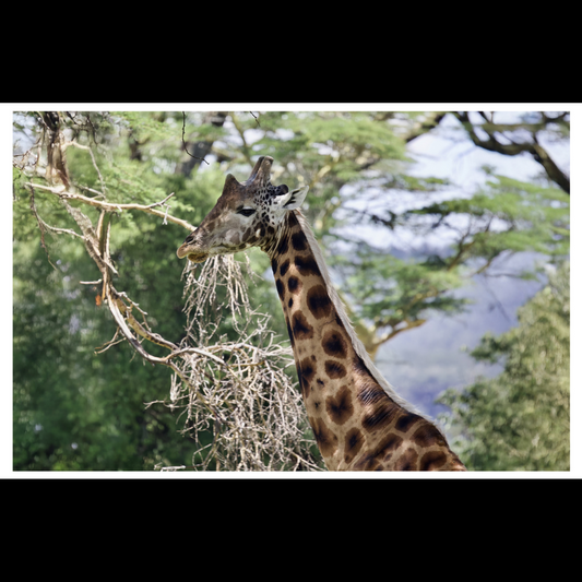 Giraffe Wall Art