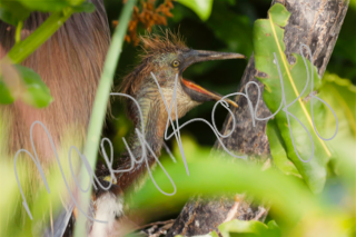 Green Heron Chick