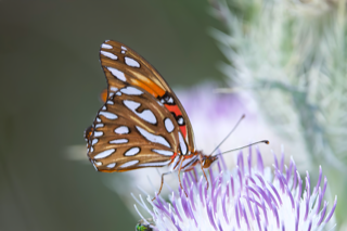 Gulf Fritillary Butterfly