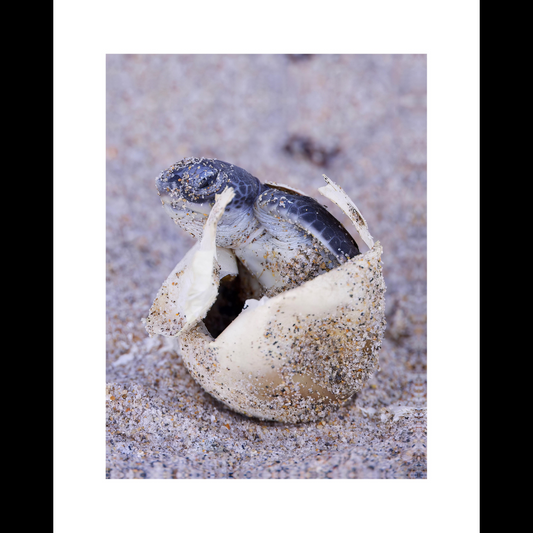 Hatching Sea Turtle