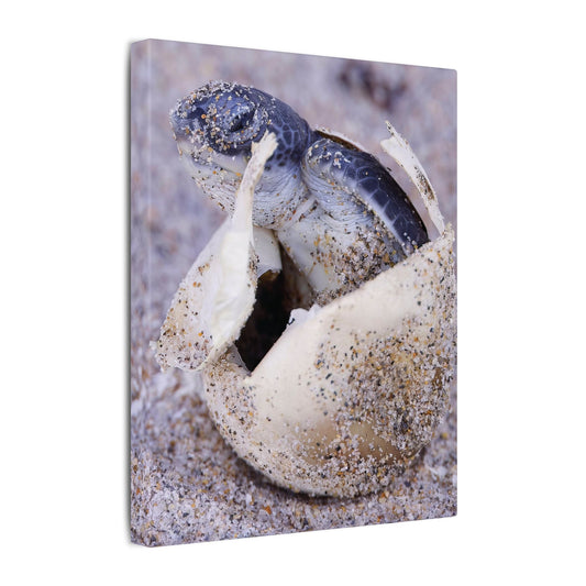 Hatching Sea Turtle Canvas