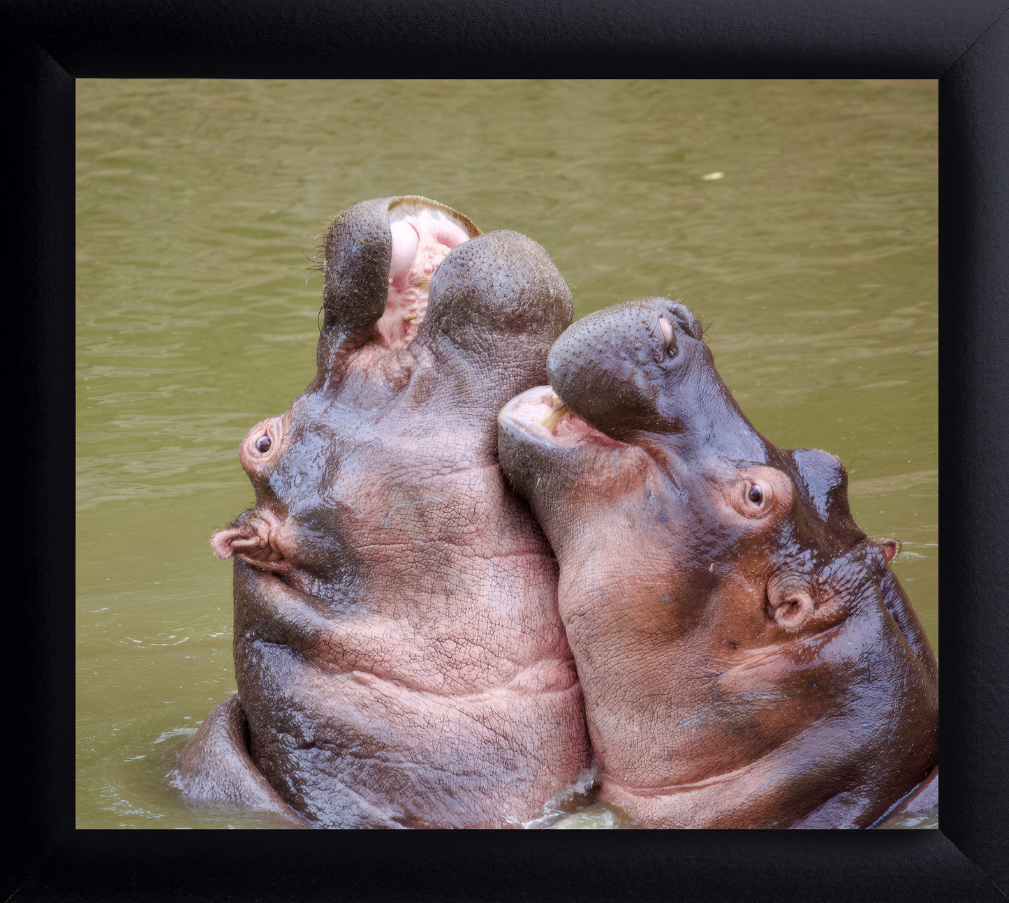 Hippos Hugging