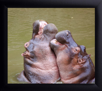 Hippos Hugging