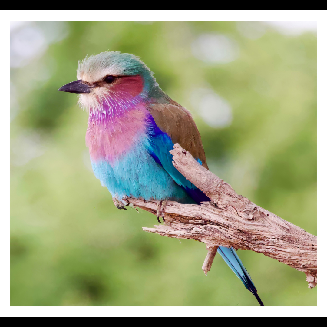 Lilac-Breasted Roller