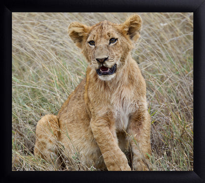 Barbary Lion Cub