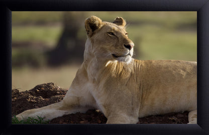 Barbary Lioness