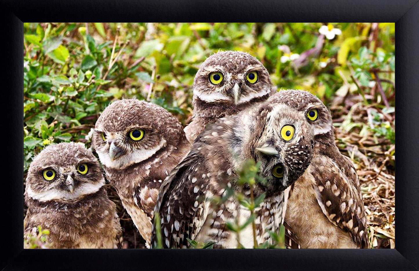 Burrowing Owls