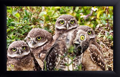 Burrowing Owls