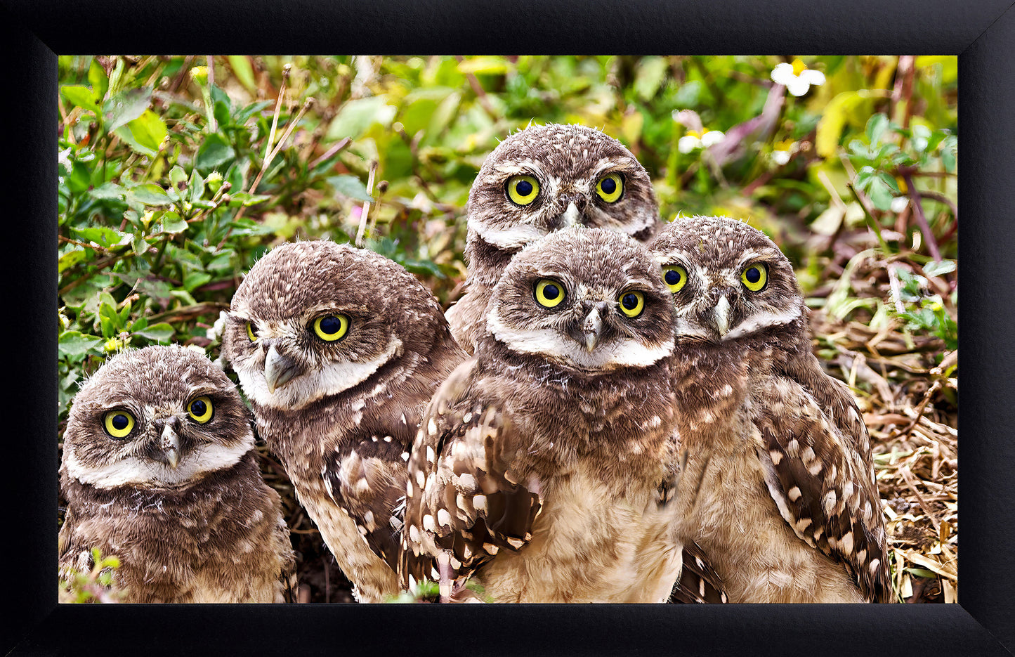 Burrowing Owls