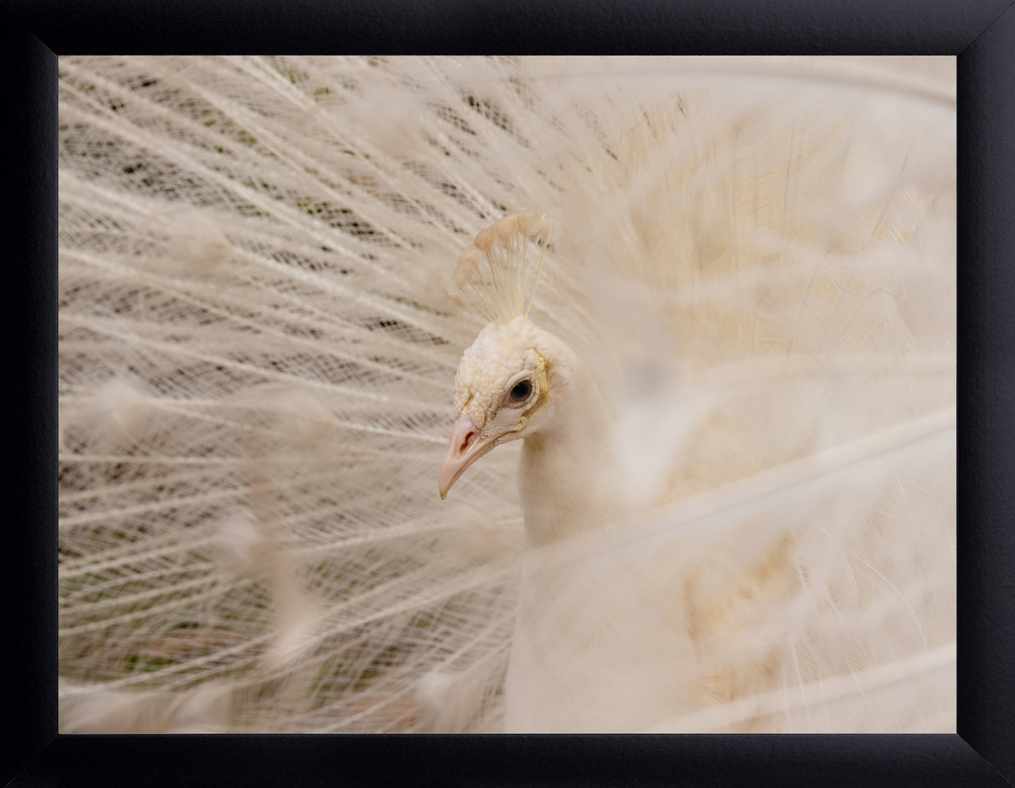 White Peacock