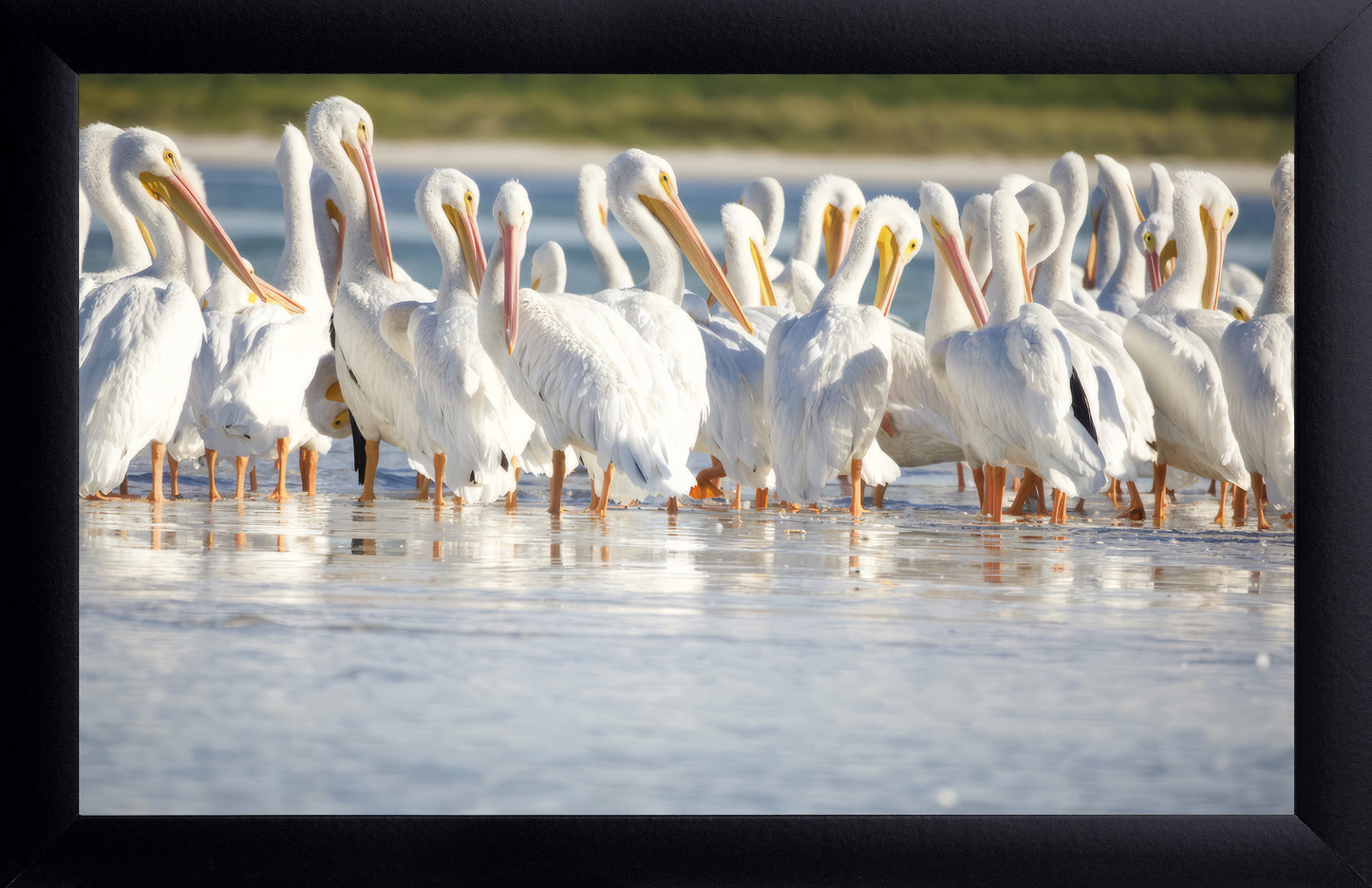 Great White Pelicans