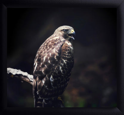 Red Tailed Hawk