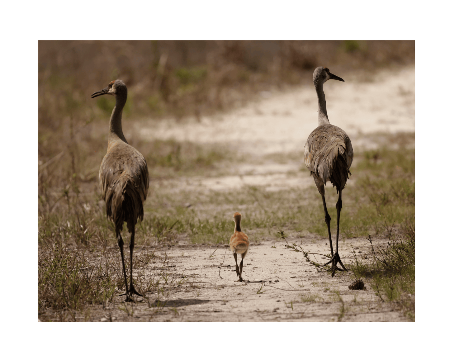 Sandhill Cranes