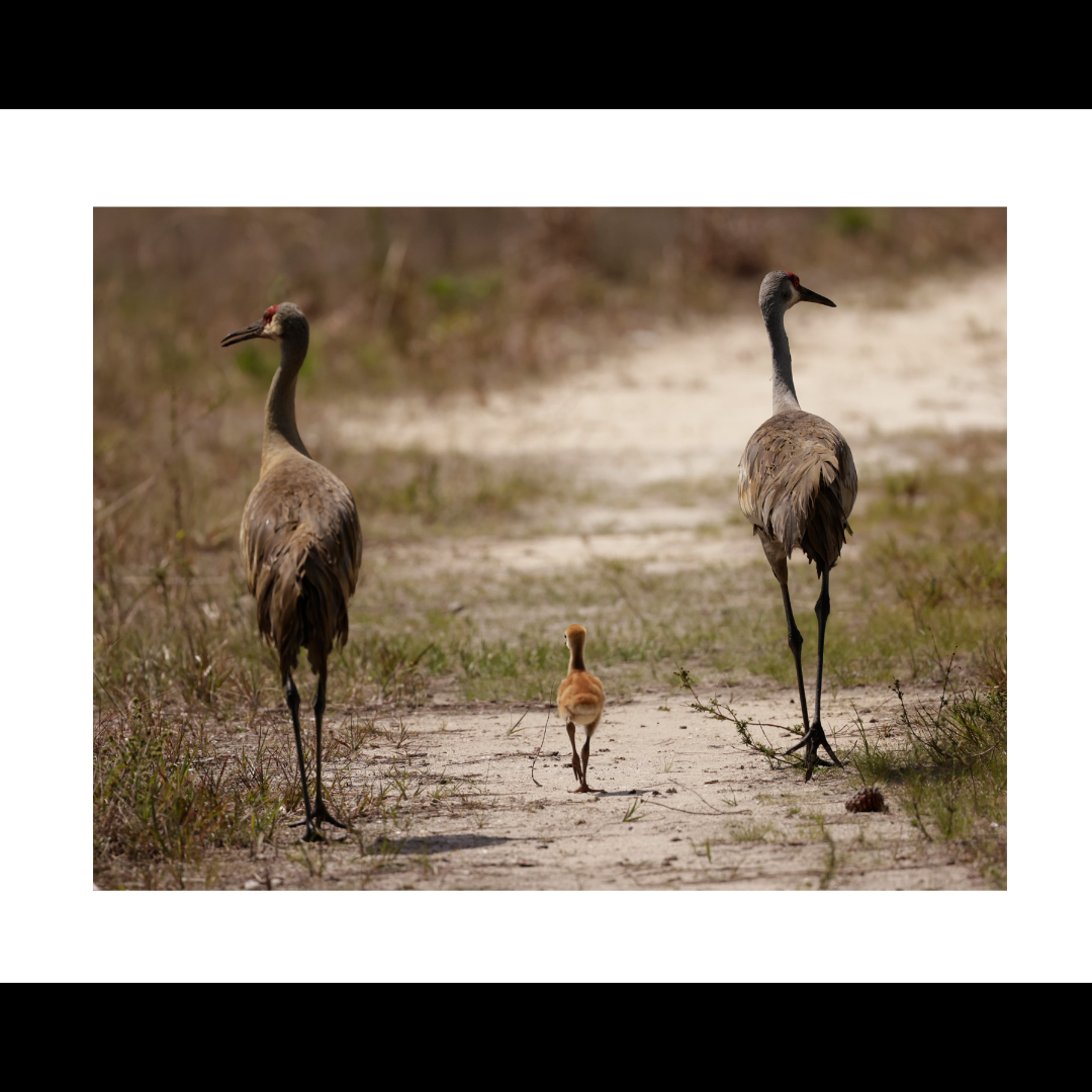 Sandhill Cranes