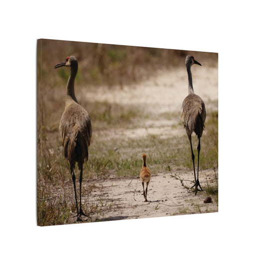 Sandhill Cranes Canvas