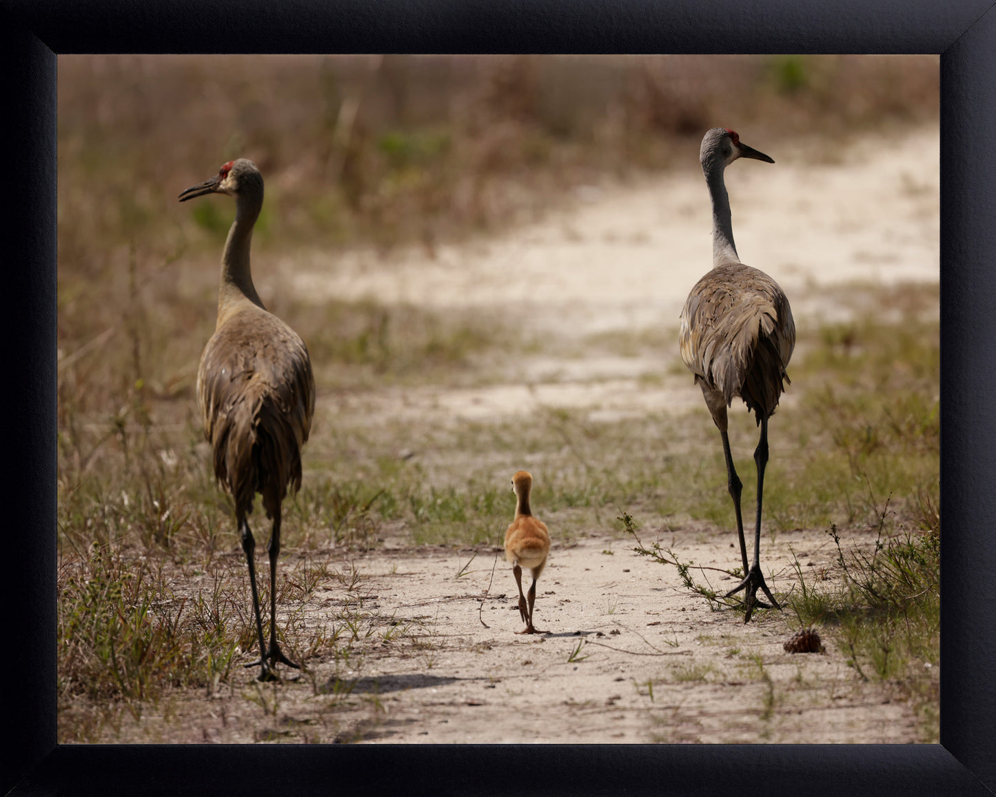 Sandhill Cranes