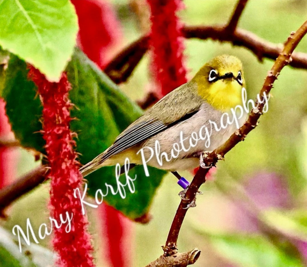 Yellow Bird 16x20