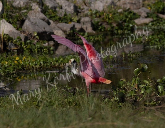 Spoonbill 2 wings on canvas 11x14