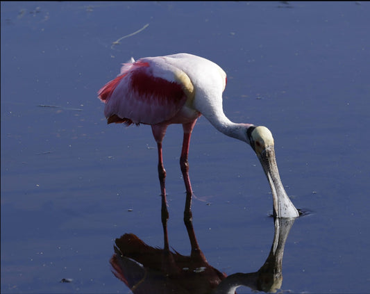 Spoonbill 1 on canvas 11x14