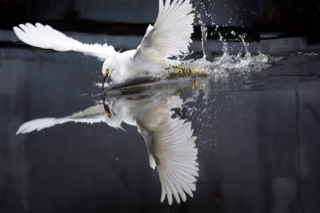 Snowy Egret