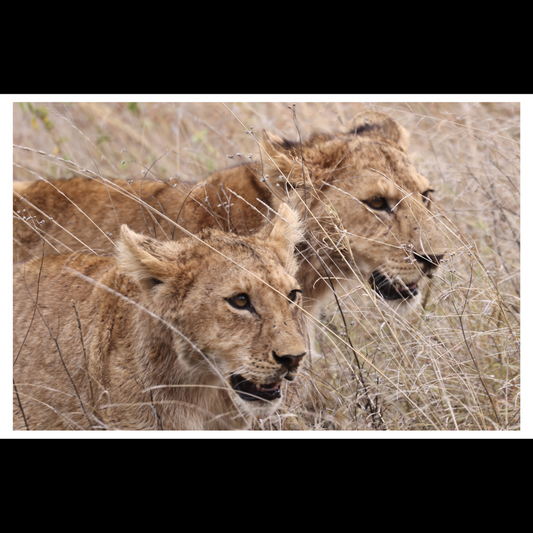Two Lions