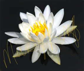 White Water Lily