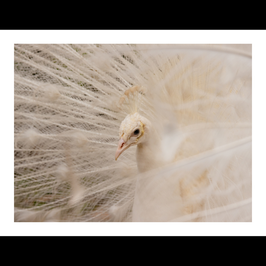 White Peacock