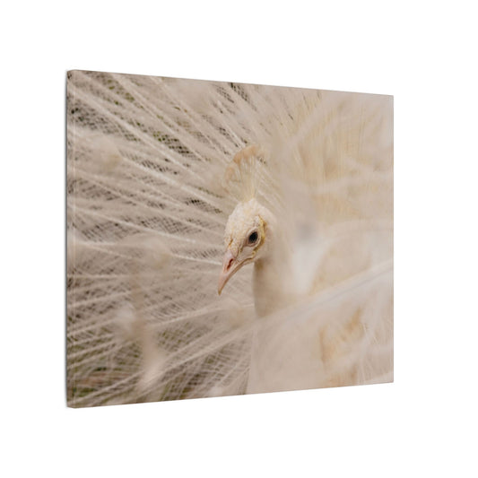 White Peacock Canvas