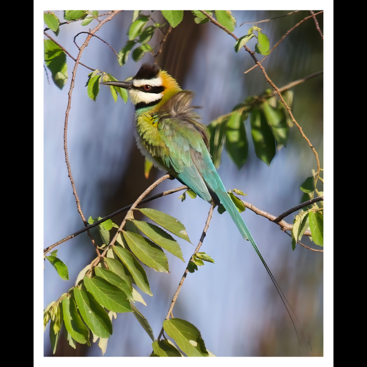 White-Throated Bee-Eater