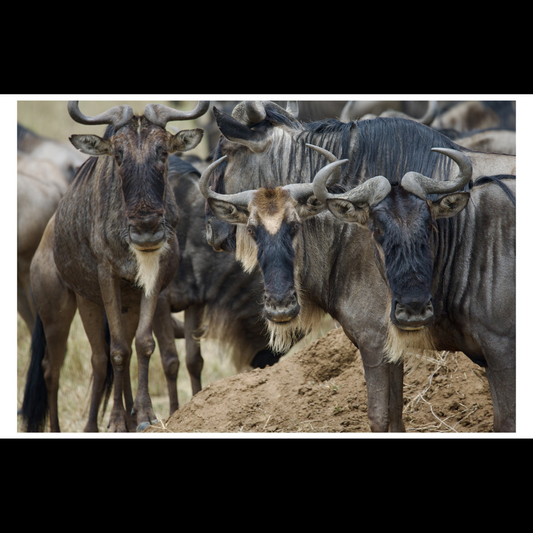 Wildebeest Image