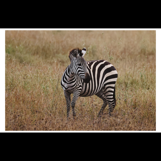 Zebra Photography