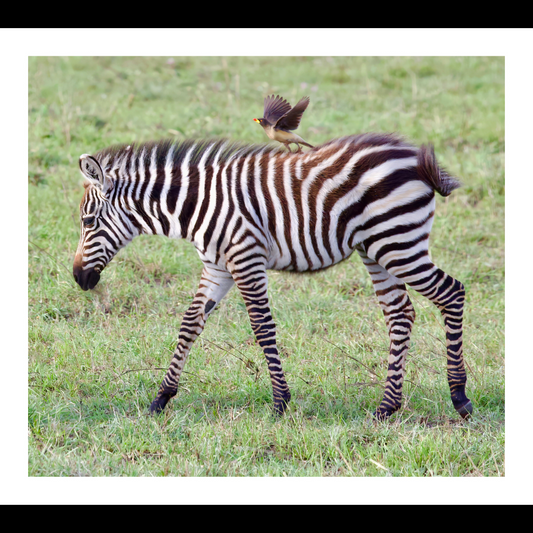 Zebra and Oxpecker