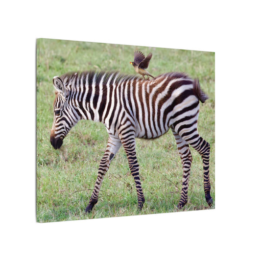Zebra and Oxpecker Canvas