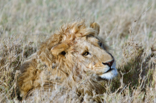 African Lion  16x20