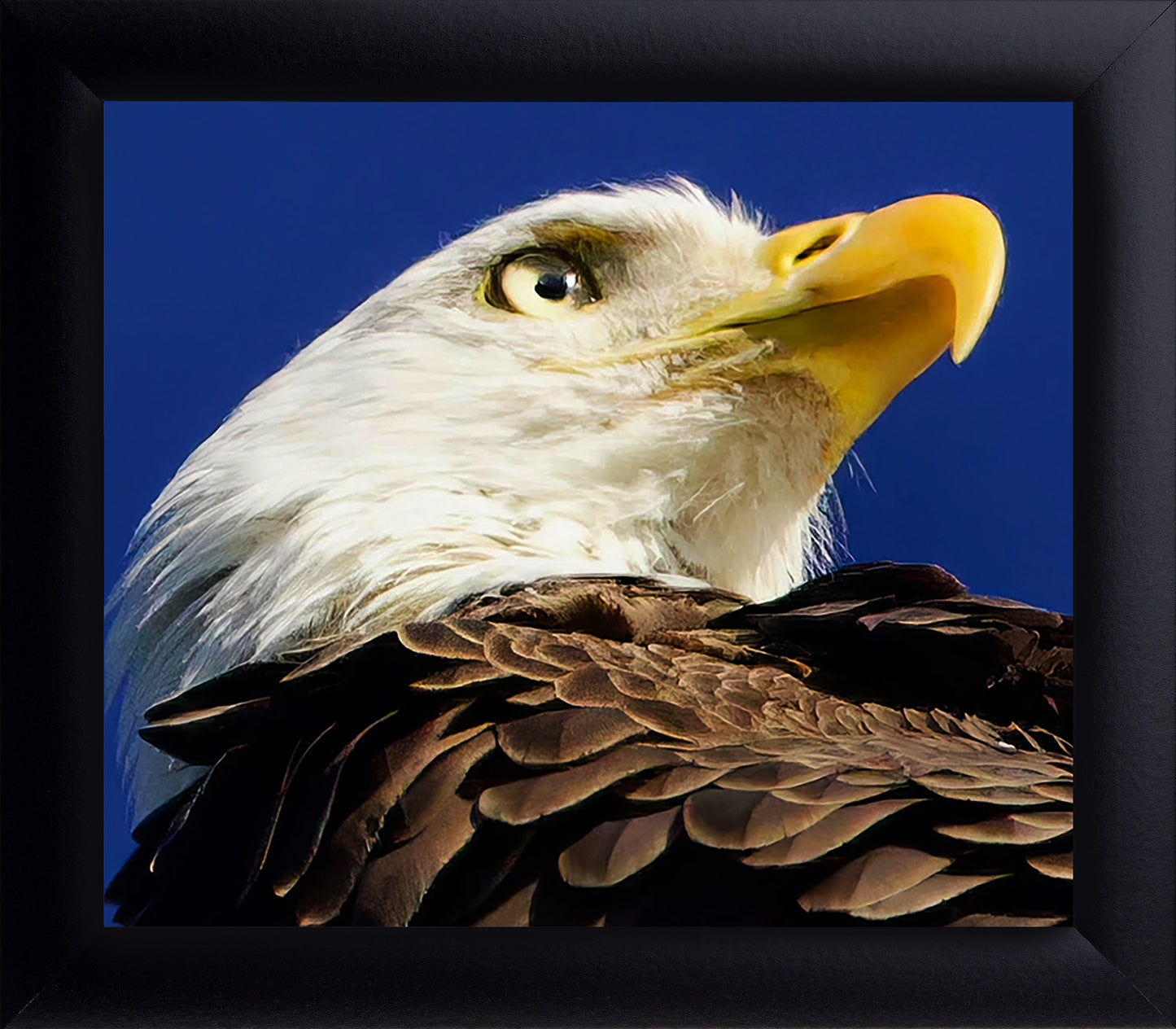 American Bald Eagle