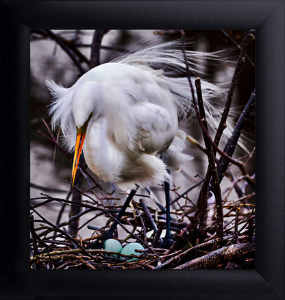 Nesting Egret