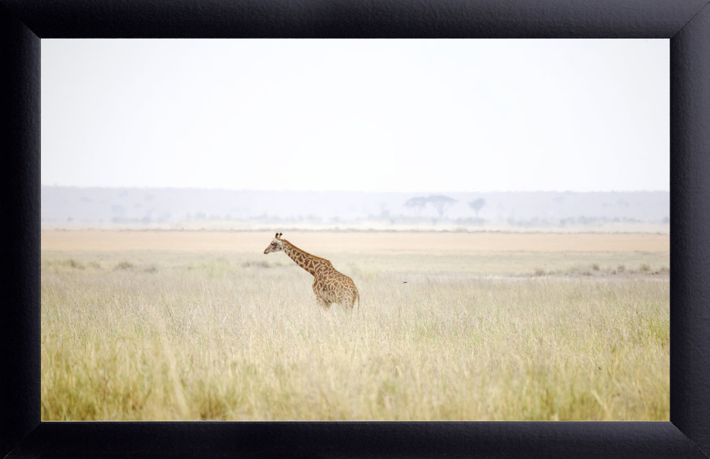 African Giraffe