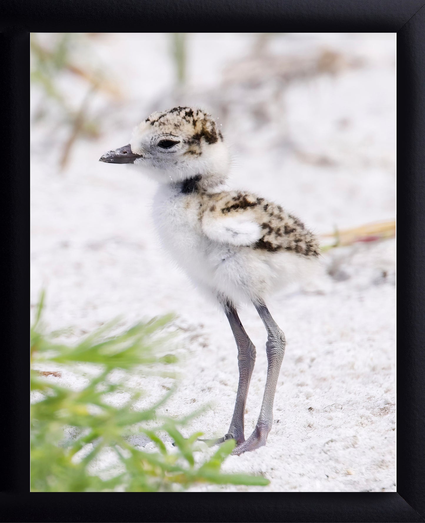 Snowy Plover Chick