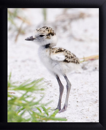 Snowy Plover Chick