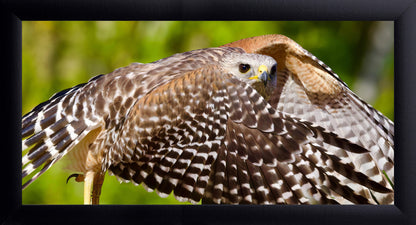 Red-Shouldered Hawk