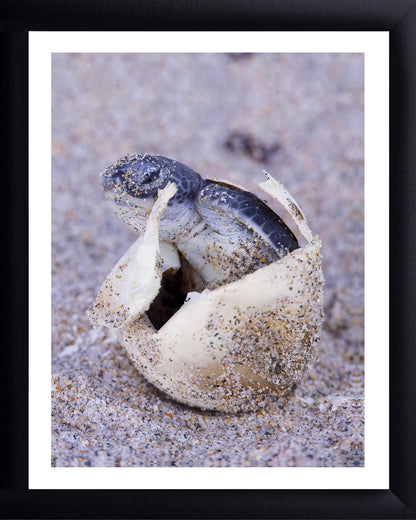 Hatching Sea Turtle